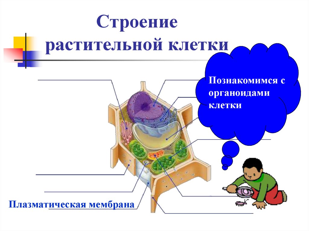 Строение растительной клетки презентация