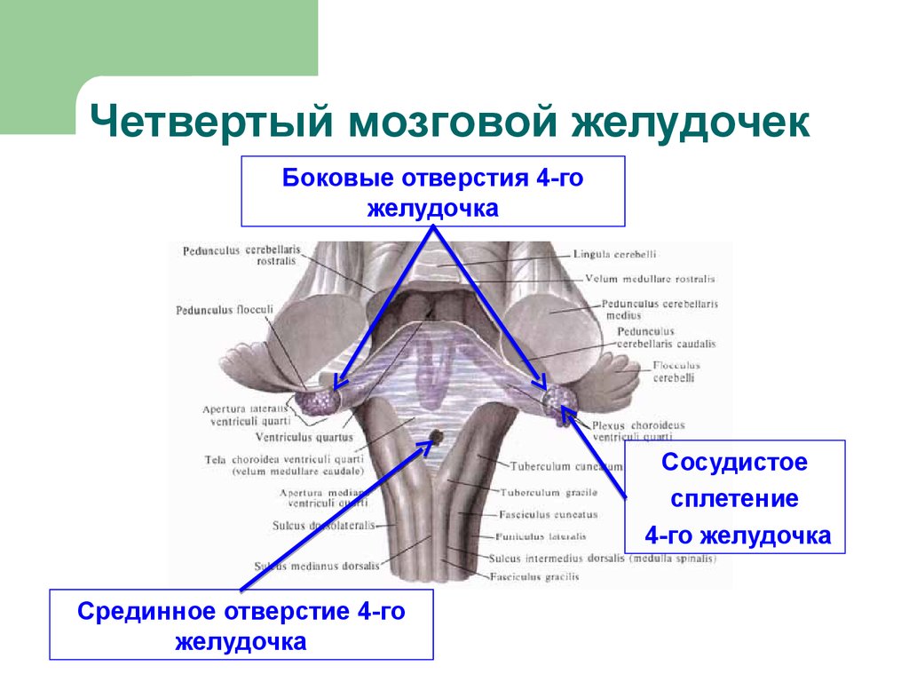 Желудочки среднего мозга. Стенки 4 желудочка головного мозга анатомия. 4 Желудочек головного мозга анатомия строение. Отверстия 4 желудочка головного мозга. Четвёртый желудочек головного мозга анатомия строение.