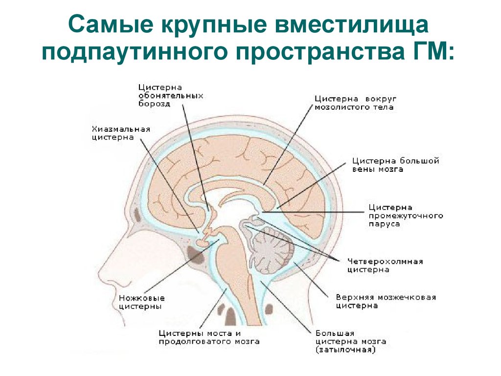 Умеренно расширение конвекситальных пространств. Цистерны подпаутинного пространства головного мозга. Схема путей циркуляции спинномозговой жидкости. Циркуляция ликвора анатомия схема. Субарахноидальное пространство головного мозга.