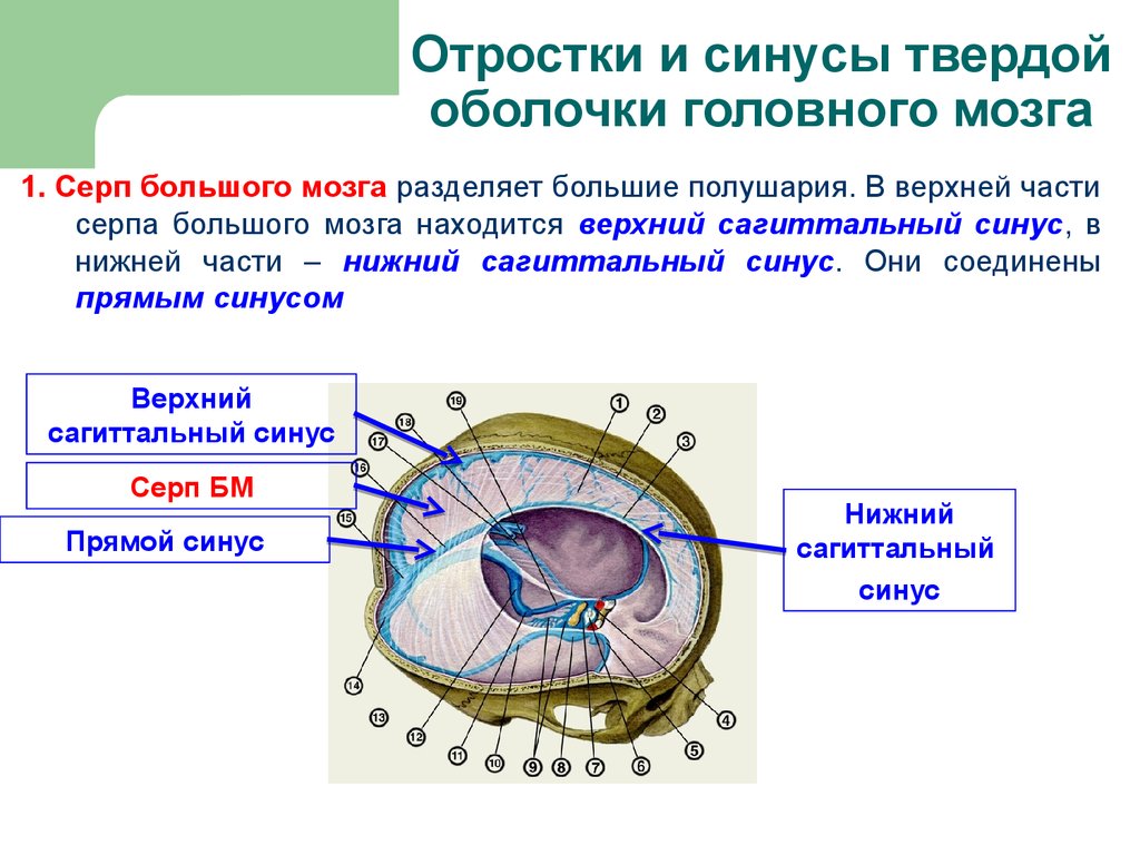 Анатомия ЦНС. Желудочки мозга, Спинномозговая жидкость, Оболочки мозга -  презентация онлайн