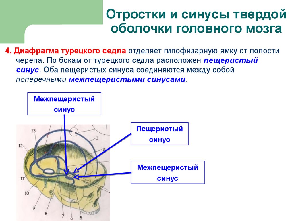Анатомия ЦНС. Желудочки мозга, Спинномозговая жидкость, Оболочки мозга -  презентация онлайн