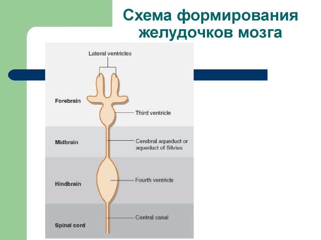 Анатомия ЦНС. Желудочки Мозга, Спинномозговая Жидкость, Оболочки.