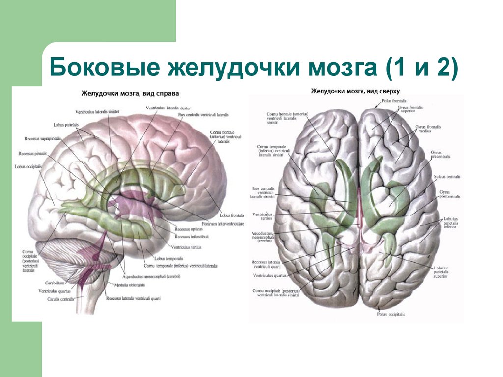 Правый желудочек головного. Схема системы желудочков головного мозга. Желудочки головного мозга человека анатомия. Третий желудочек головного мозга анатомия. 4 Желудочек головного мозга анатомия.