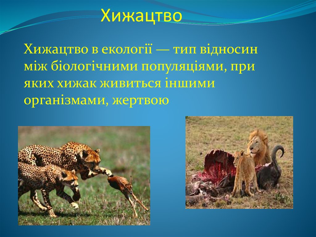 Хищничество отношения примеры. Хищничество это в биологии 11 класс. Примеры хищничества в природе. Хищничество примеры животных. Хищничество презентация.