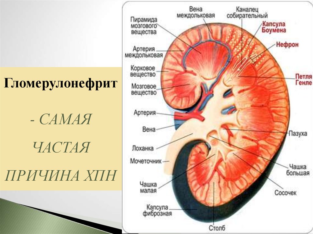 Анатомия почки человека в картинках