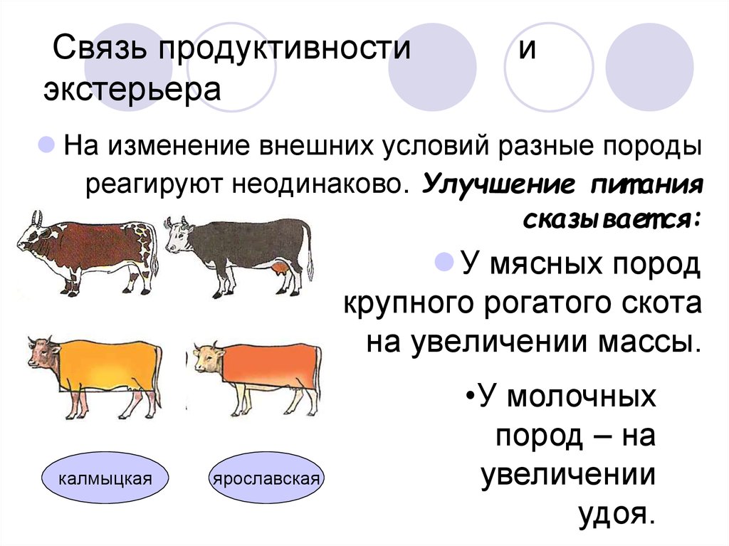 Продуктивные связи. Отбор животных по продуктивности. Селекция животных. Селекция крупного рогатого скота. Селекция по экстерьеру.