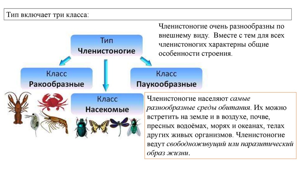 Значение членистоногих