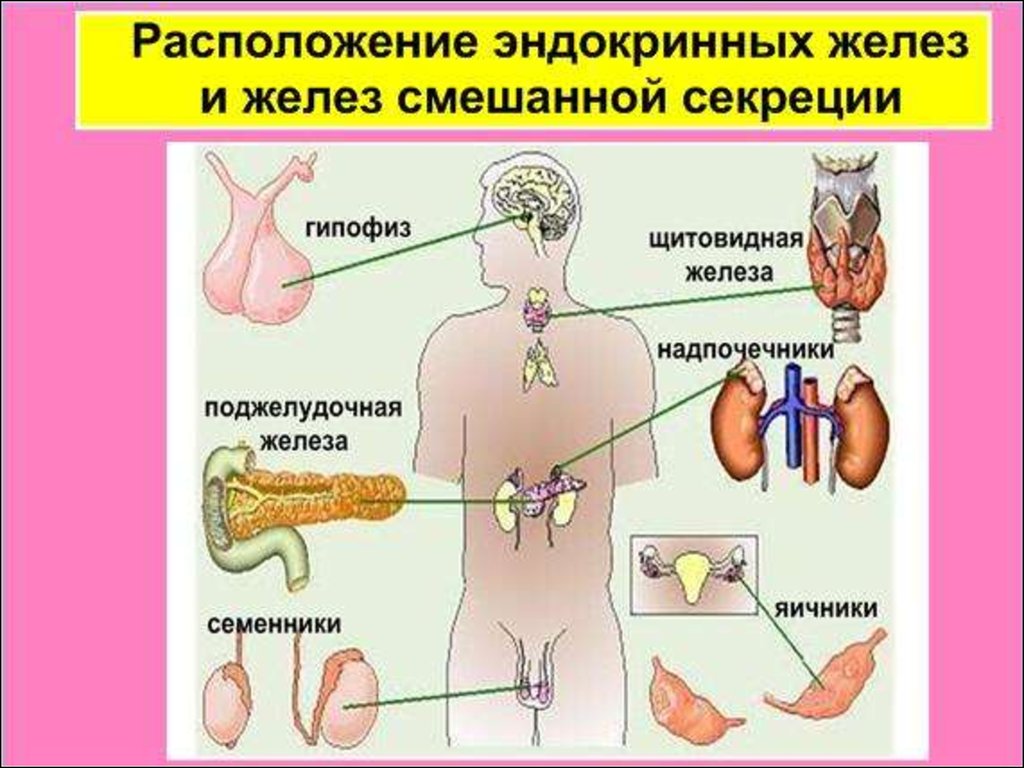 Эндокринные нарушения организма. .Система желез внутренней секреции. Функции. Строение эндокринных желез. Железы внутренней секреции анатомия человека. Эндокринная система железы внутренней секреции.