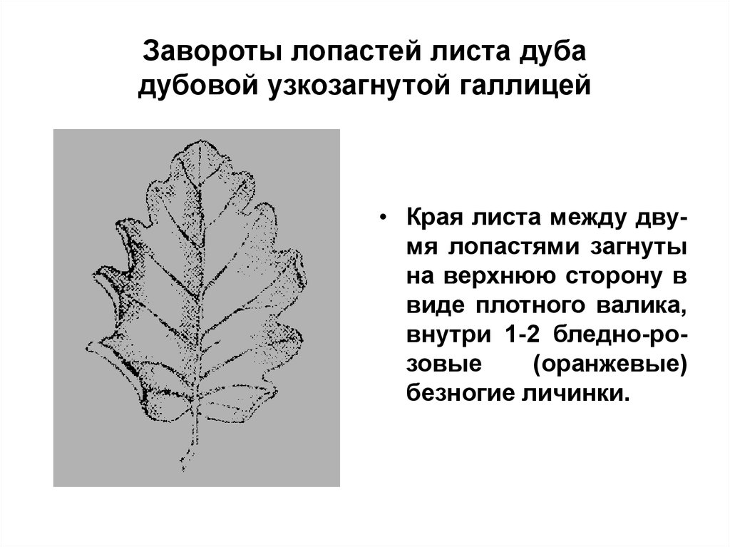 Дубовый листок оторвался от ветки