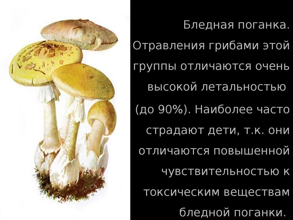 Бледная поганка относится к грибам. Споры грибов бледная поганка. Бледная поганка вещество. Бледная поганка гриб отравление. Систематика гриба бледная поганка.