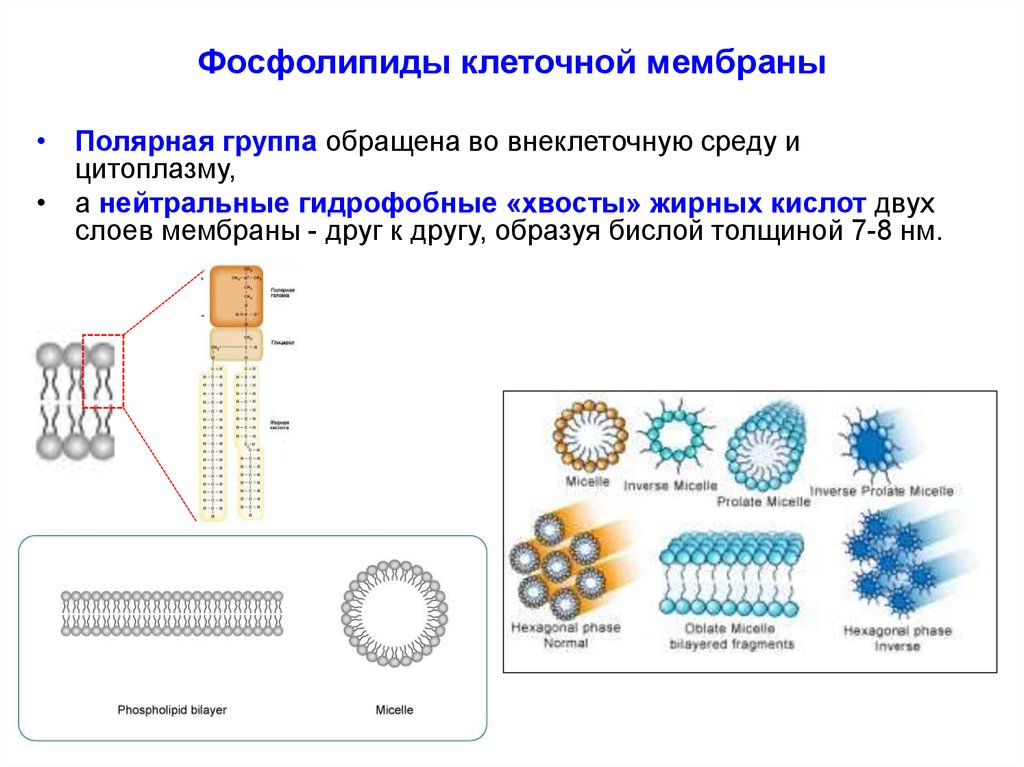 Соотнесите объекты с их обозначениями на рисунке фосфолипидный бислой