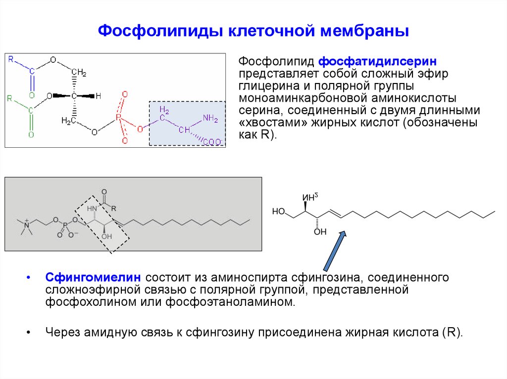 Фосфолипиды. Роль фосфолипидов в построении клеточных мембран. Функции фосфолипидов в клеточной мембране. Функции фосфолипидов в клетке. Фосфолипиды в мембране клетки.