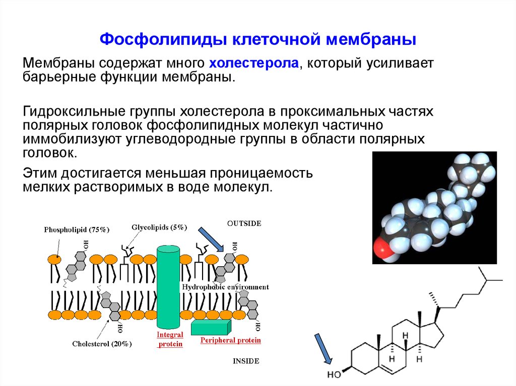 Липиды которые образуют клеточные мембраны