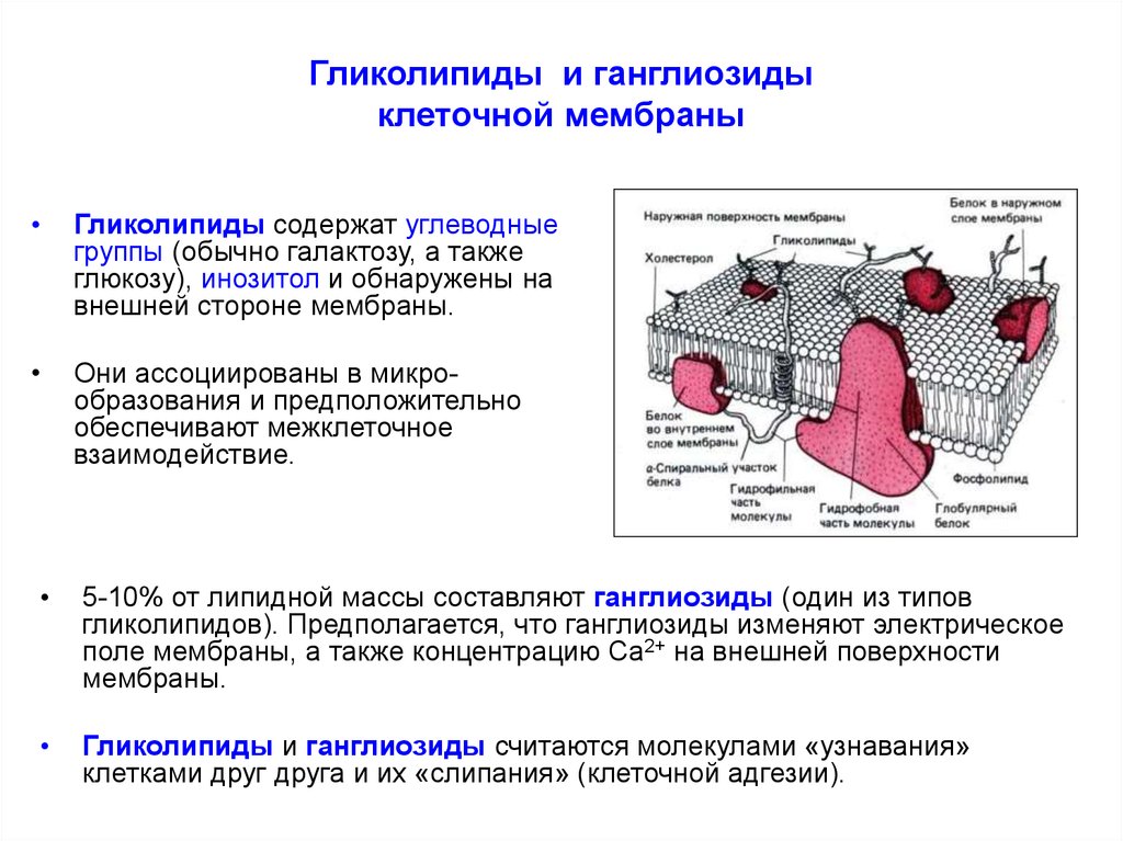 Какую функцию выполняет мембрана клетки. Функции гликолипидов плазматической мембране. Функция гликолипидов в мембране клетки. Гликолипиды в плазматической мембране расположены в. Гликолипиды функции в мембране.