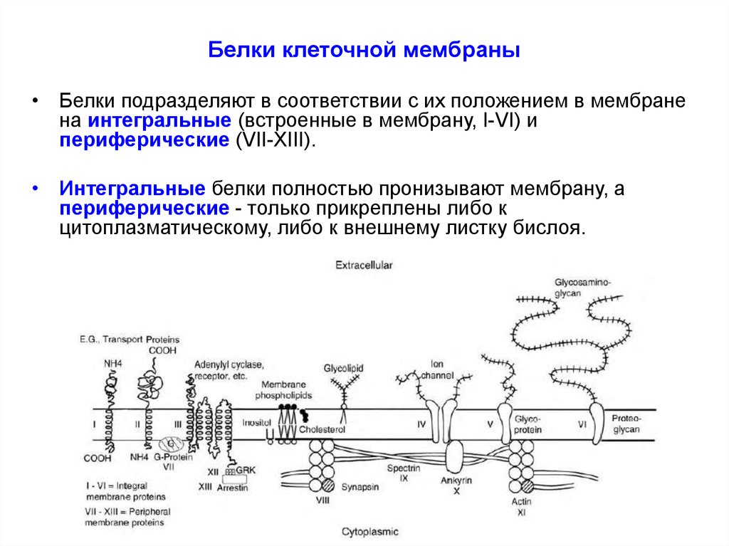 Белок клеточной мембраны. Интегральный белок функции. Белки формирующие структуру мембраны. Интегральные белки цитоплазматической мембраны. Функции интегральных белков плазматической мембраны.