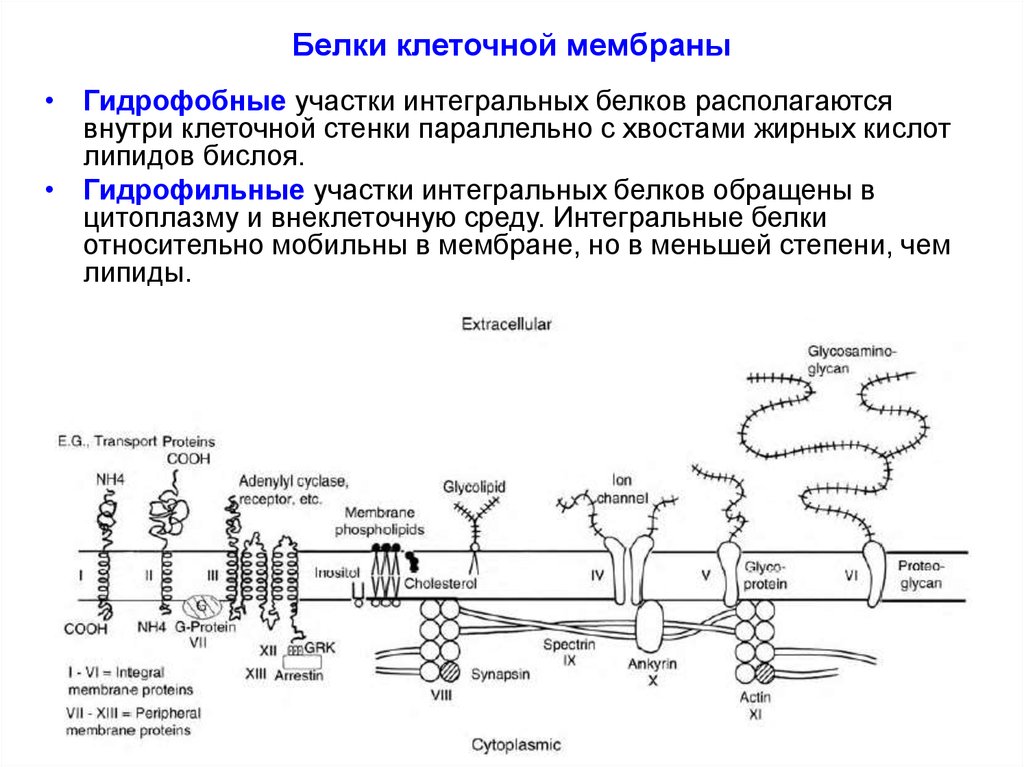 Белок мембраны клетки. Интегральные белки мембраны функции. Функции интегральных мембранных белков. Гидрофобные углеводородные участки мембраны. Интегральный мембранный белок схема.