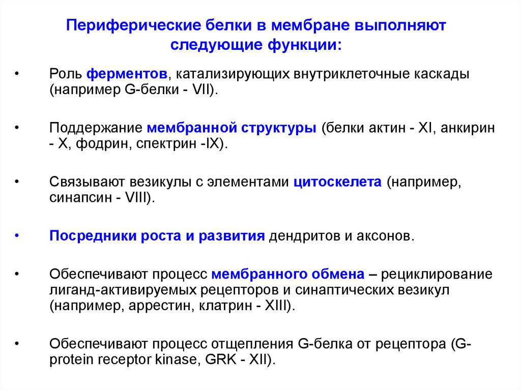 Какую функцию выполняют белки. Функции интегральных и периферических белков. Интегральные и периферические белки. Наряду со структурной функцией, мембранные белки выполняют функции. Функции периферических белков мембраны.