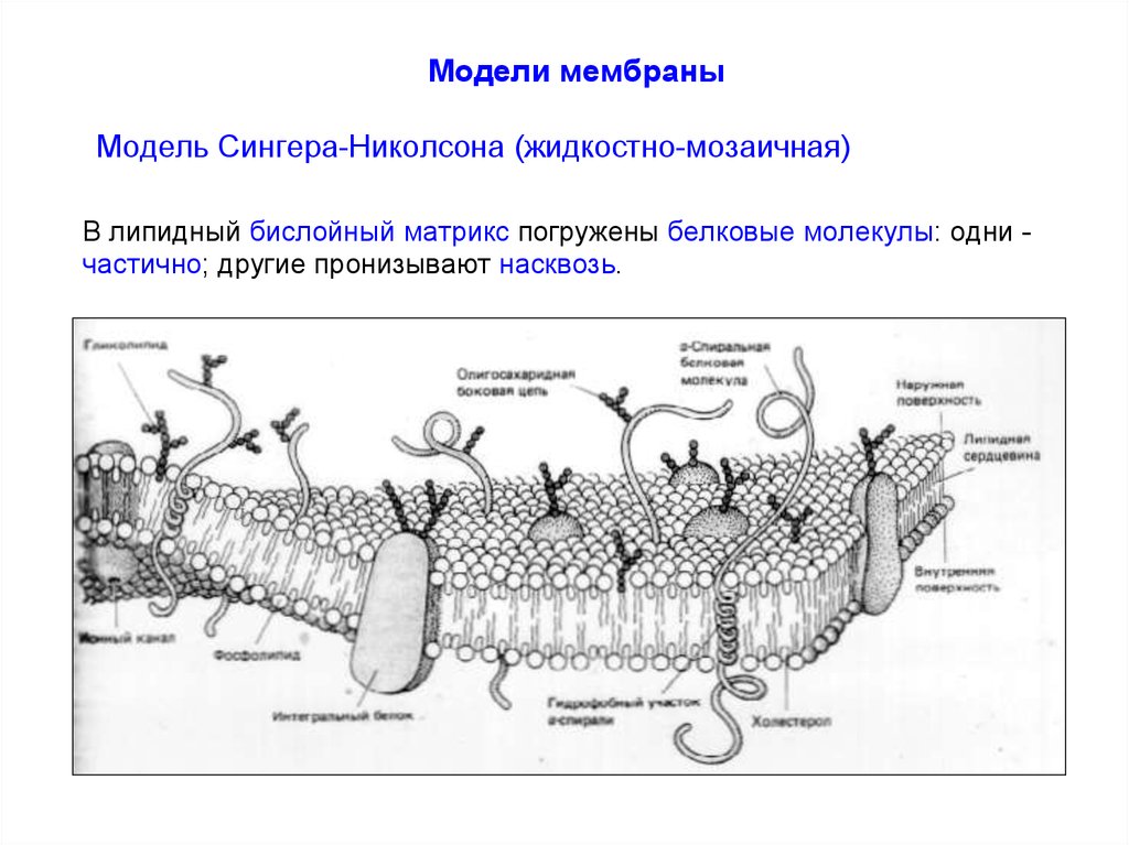 Модель мембраны клетки. Жидкостно-мозаичная модель строения плазматической мембраны. Модель мембраны Сингера Николсона. Жидкостно-мозаичная модель мембраны Сингера. Жидкостно-мозаичная модель мембраны Сингера-Николсона.