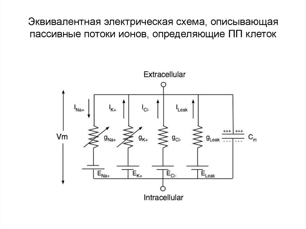 Эквивалентная схема биологической мембраны