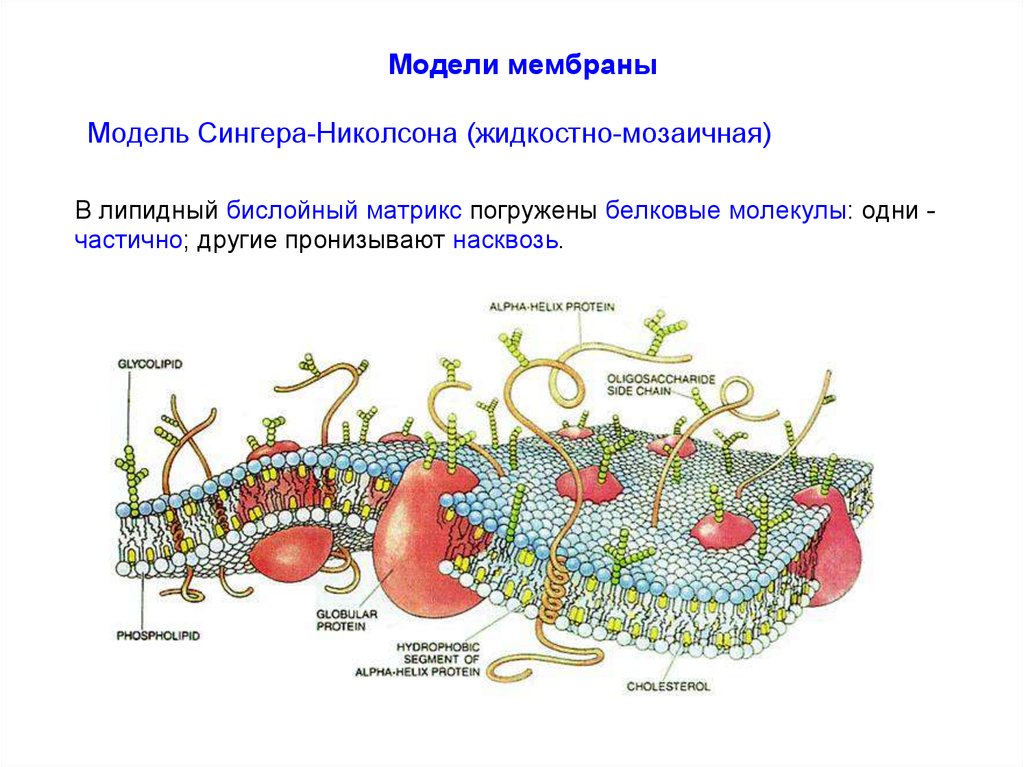 Модель мембраны клетки. Жидкостно-мозаичная модель мембраны Зингера. Модель Сингера и Николсона. Жидкостно-мозаичная модель Сингера-Никольсона. Модель жидкой мозаики Сингера и Николсона.