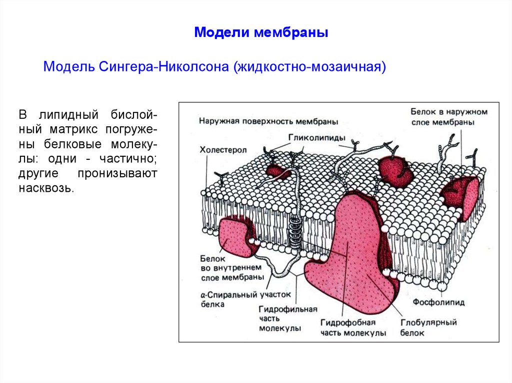 Модель мембраны клетки. Жидкостно-мозаичная модель мембраны Сингера. Модель клеточной мембраны Сингера Николсона. Жидкостно-мозаичная модель мембраны Сингера-Николсона. Жидкостно мозаичная модель мембраны рис 75.