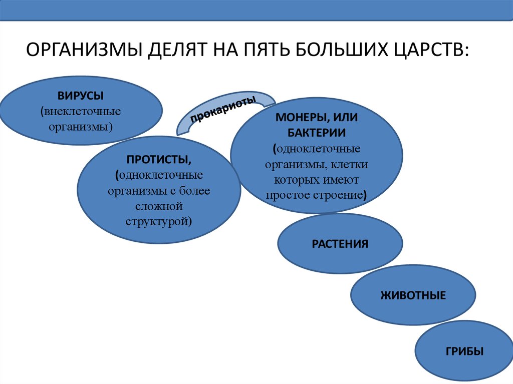 Организмы делятся на