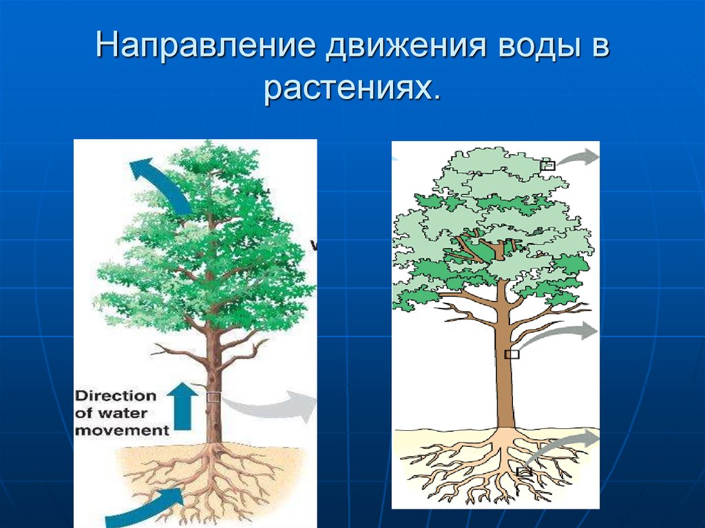 Значение движения в жизни растений