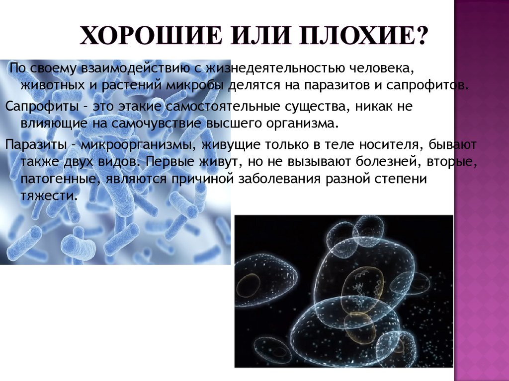 Патогенные сапрофиты