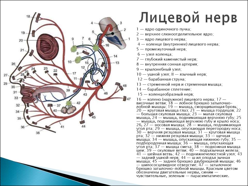 3 лицевой нерв. Лицевой нерв схема строения. Лицевой нерв неврология схема. Топография лицевого нерва схема. Схема иннервации лицевого нерва.