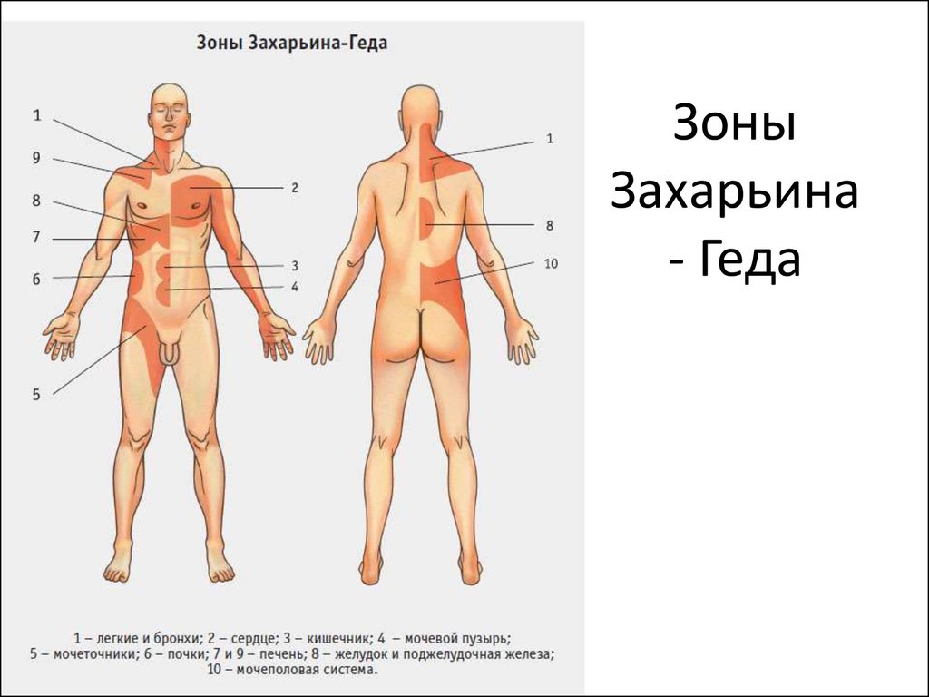 Захарьина геда зоны схема и описание атлас