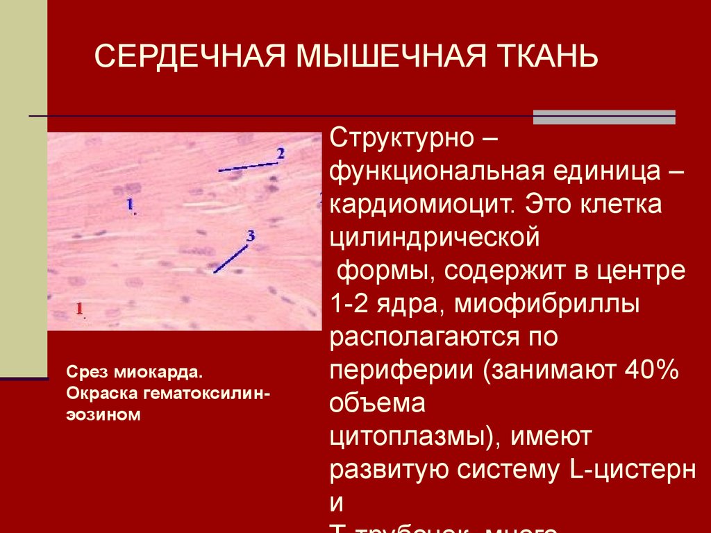 Поперечно полосатая сердечная ткань структурная единица. Структурно-функциональная единица сердечной мышечной ткани. Количество ядер в гладкой мышечной ткани. Сердечная ткань расположение. Поперечно полосатая сердечная ткань.