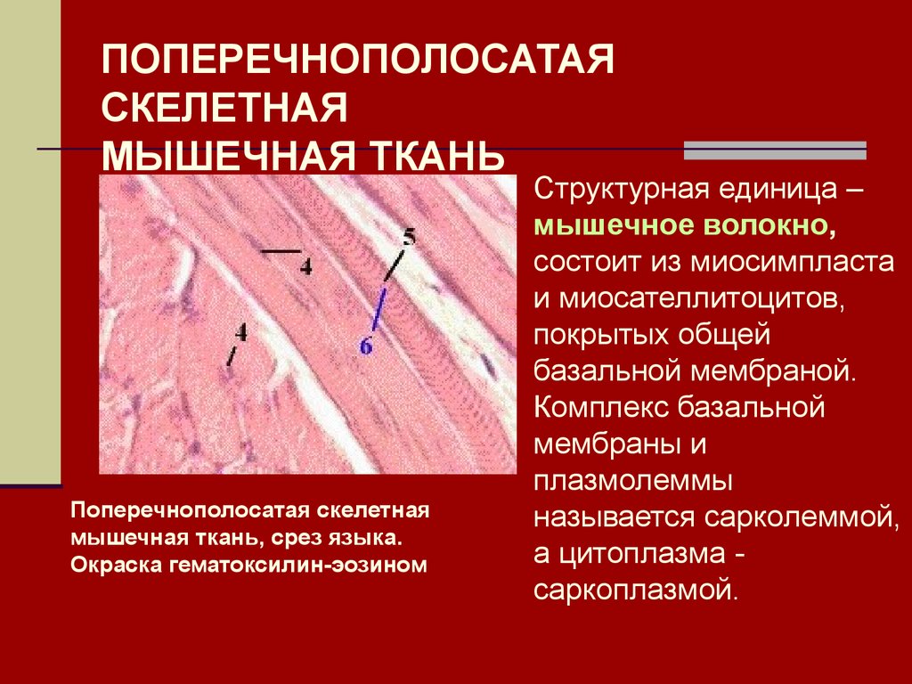 Скелетно поперечная ткань. Поперечнополосатая Скелетная мышечная ткань. Строение скелетной мышечной ткани гистология. Поперечно полосатая поперечно полосатая мышечная ткань. Скелетная мышечная ткань попере.