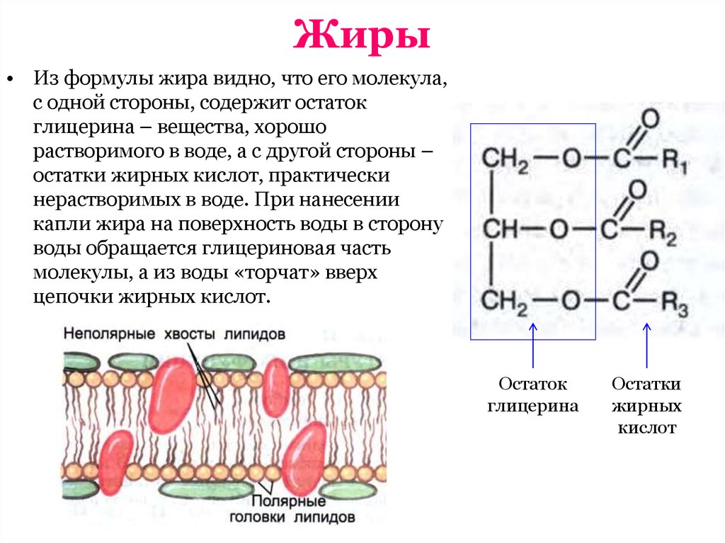 Липиды состав функции. Структура формула жиров. Структура молекул жиров. Структура жиров биохимия. Структура молекулы жира.