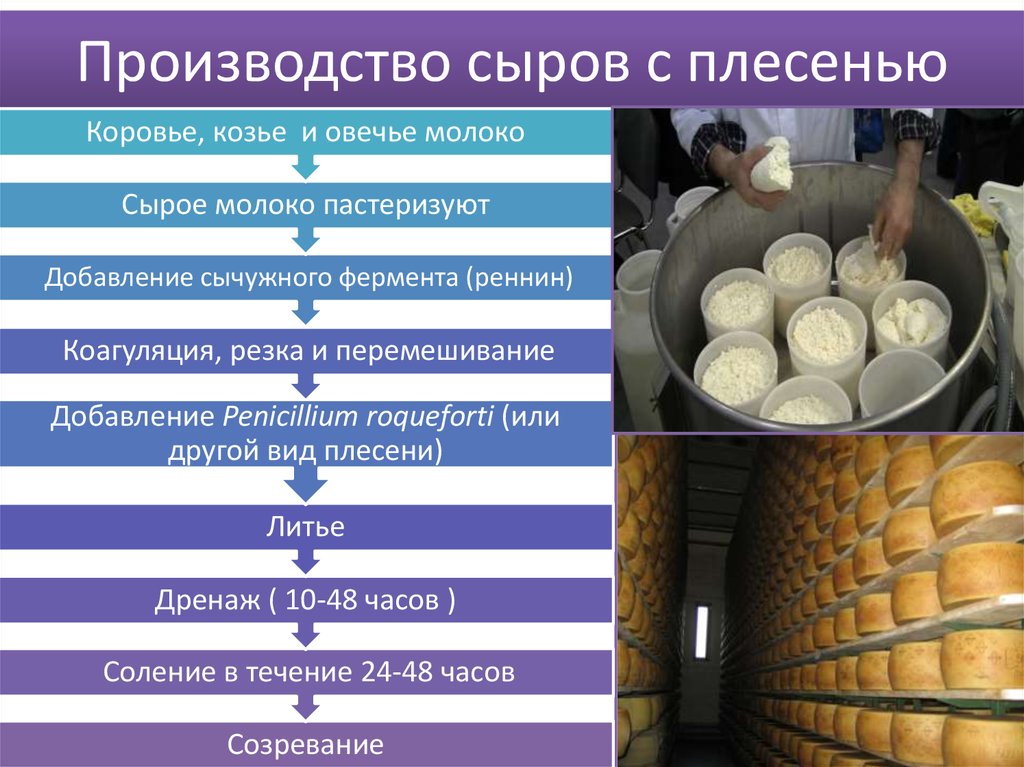 Последовательность стадий производства. Технология производства сыра. Этапы производства сыра. ЭТАПЫПРОИЗВОДСТВО сыра. Процесс приготовления сыров.