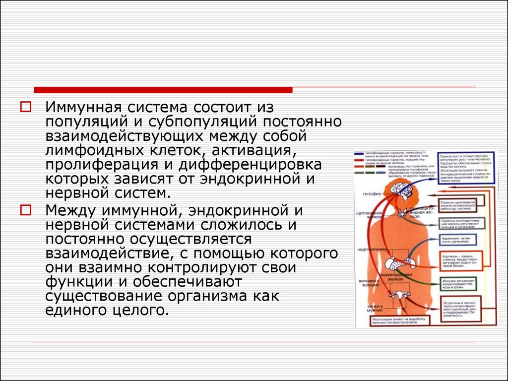 Нервная и иммунная система. Иммунная система и нервы. Взаимосвязь иммунной и эндокринной системы. Роль нервной эндокринной и иммунной систем в выздоровлении.