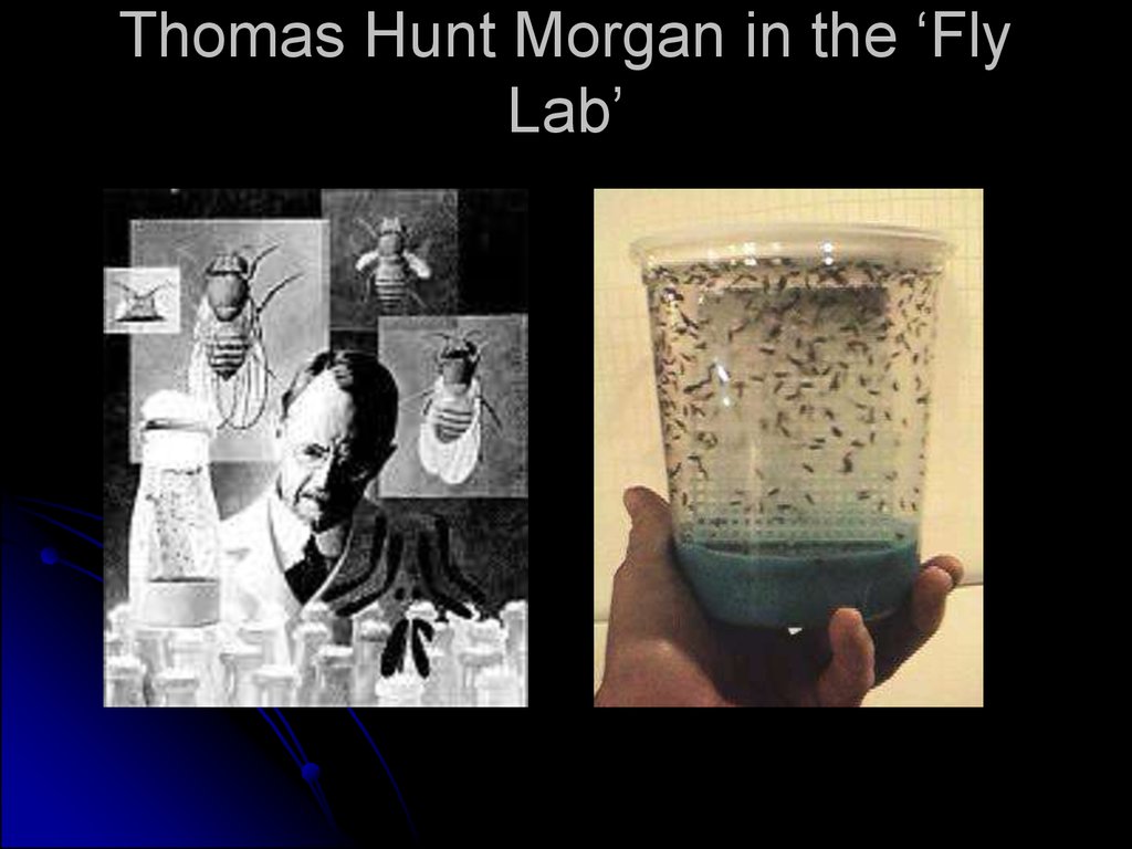 Thomas Hunt Morgan in the ‘Fly Lab’