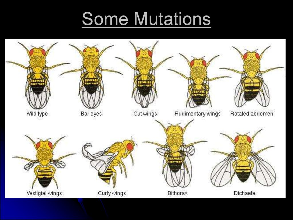 Some Mutations