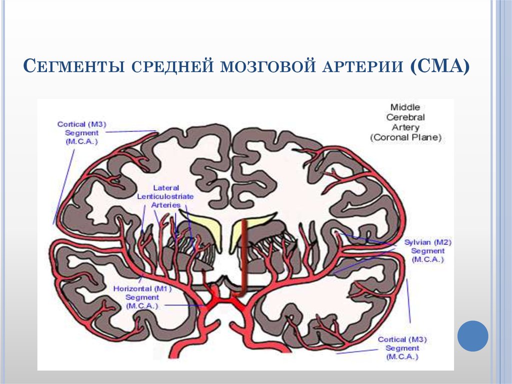 Сма мозга. Сегменты средней мозговой артерии на кт. М1 сегмент средней мозговой артерии схема. Сегменты артерий головного мозга анатомия. М2 сегмент средней мозговой артерии.