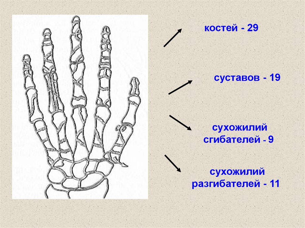 Травма кисти