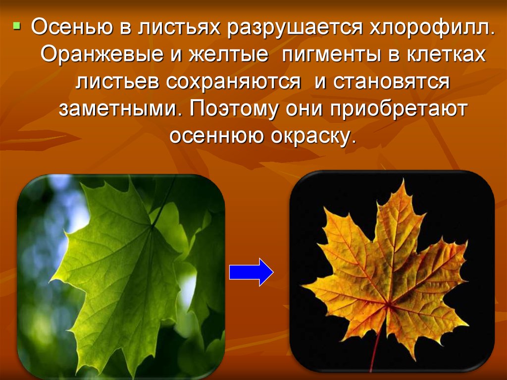 У большинства есть листья. Почему листья меняют цвет осенью. Тема для презентации осенние листья. Осенняя окраска листьев. Почему осенью листья меняют окраску.