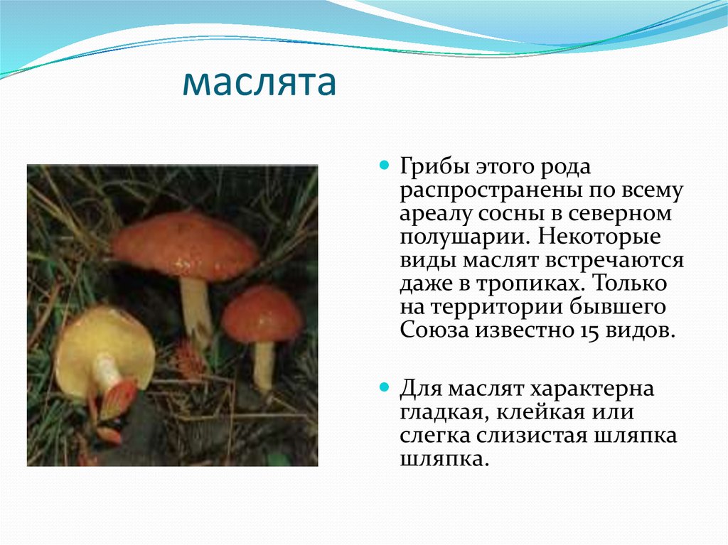 Информация про грибы. Гриб масленок съедобный или несъедобный. Условно съедобные грибы биология 5 класс. Доклад про грибы. Описание грибов.