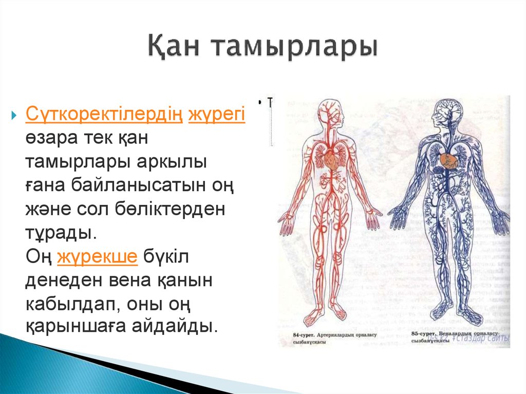 Қан тамырлары