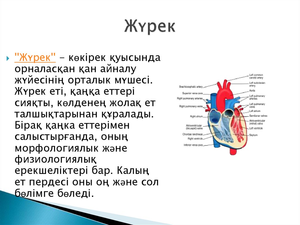 Жүрек құрылысы презентация