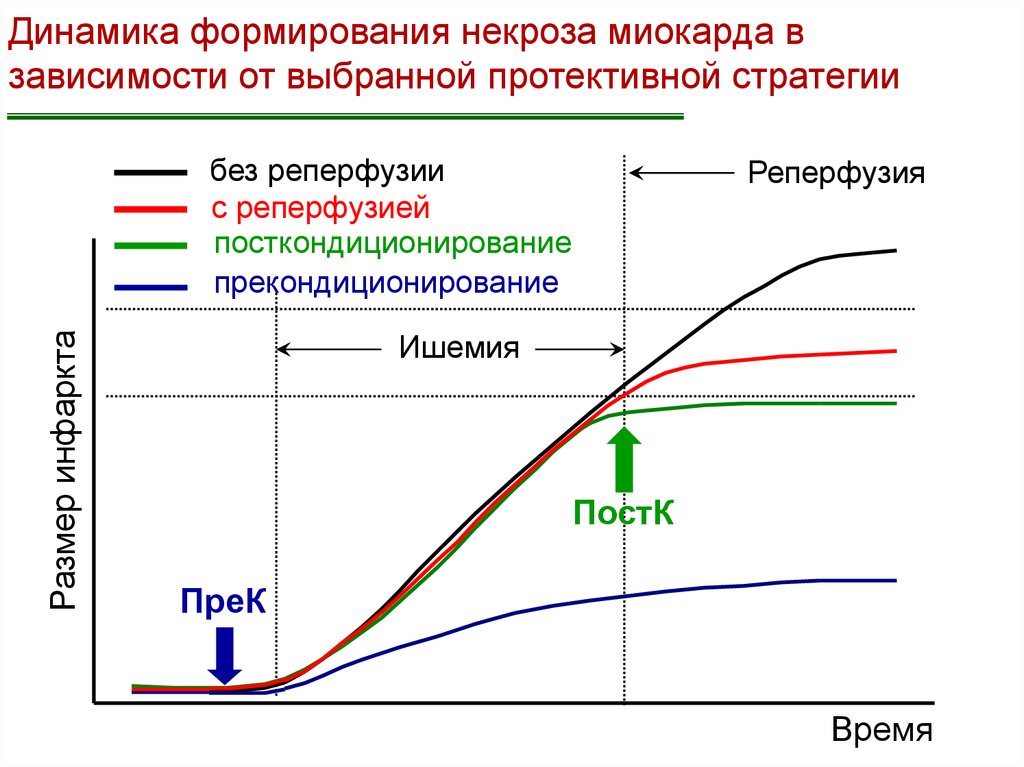 Динамика формирования