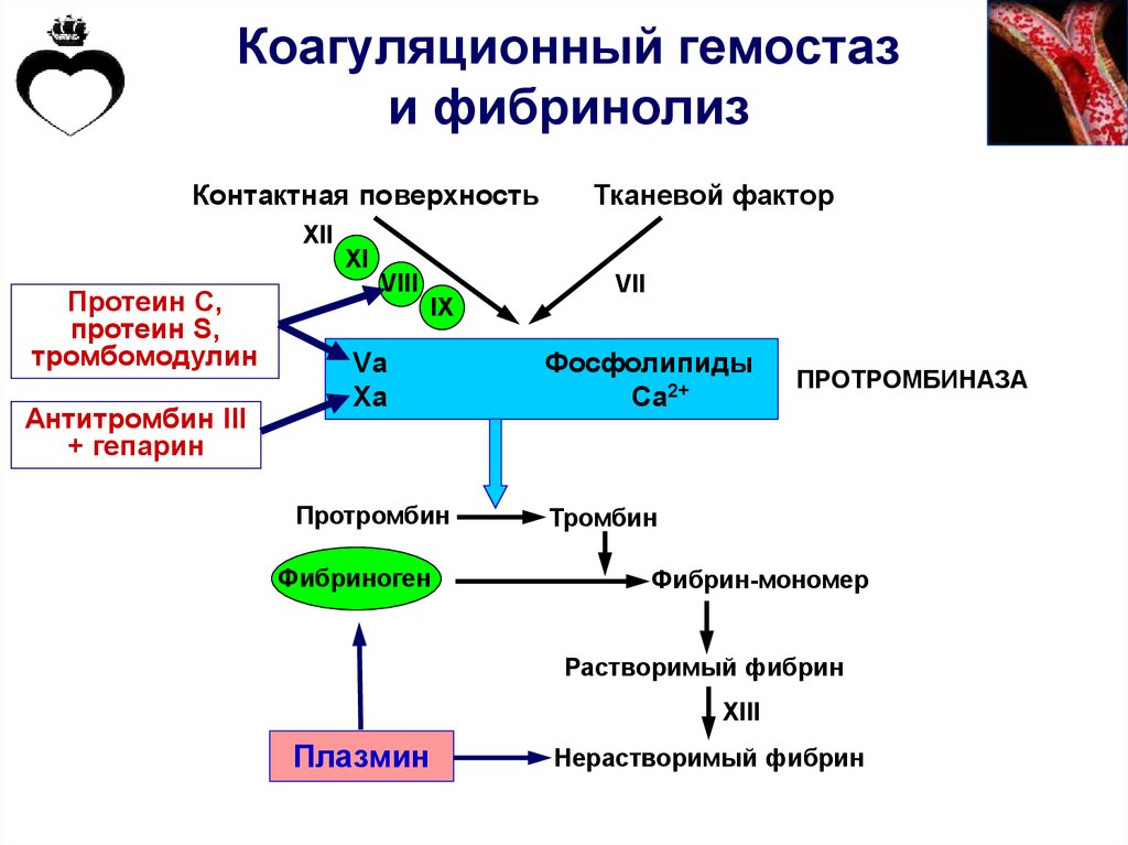 Коагуляционный гемостаз и фибринолиз