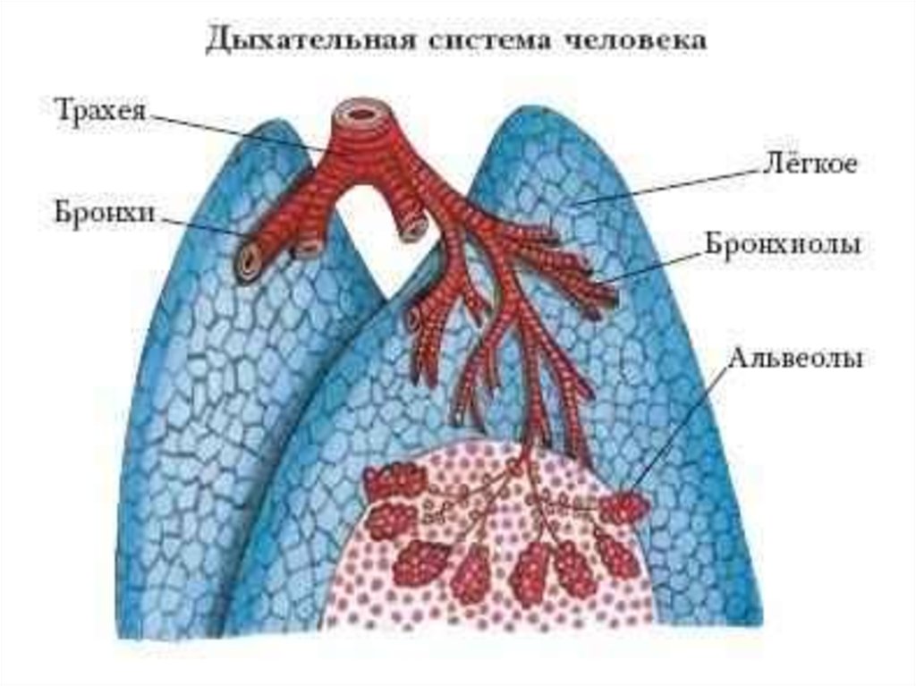 Легочные мешки трахеи. Легочные перегородки. Легочный мешок у человека. Мешковидные легкие у кого. Легочные мешки функции.