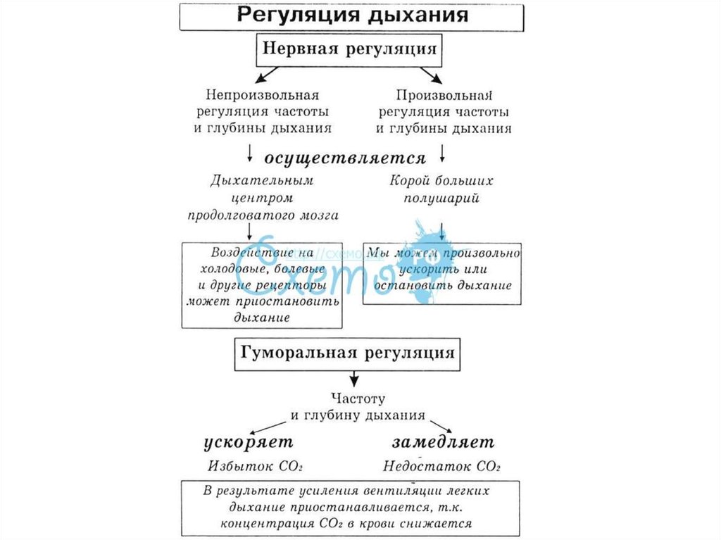 Нервная регуляция дыхания. Способы регуляции дыхания схема. Рефлекторная регуляция дыхания таблица. Рефлекторные механизмы регуляции дыхания. Нервная регуляция дыхания схема.