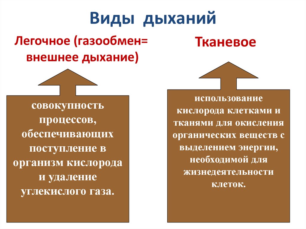 2 виды дыхания. Виды дыхания. Типы дыхания классификация. Какие виды дыхания существуют. Какой Тип дыхания у человека.