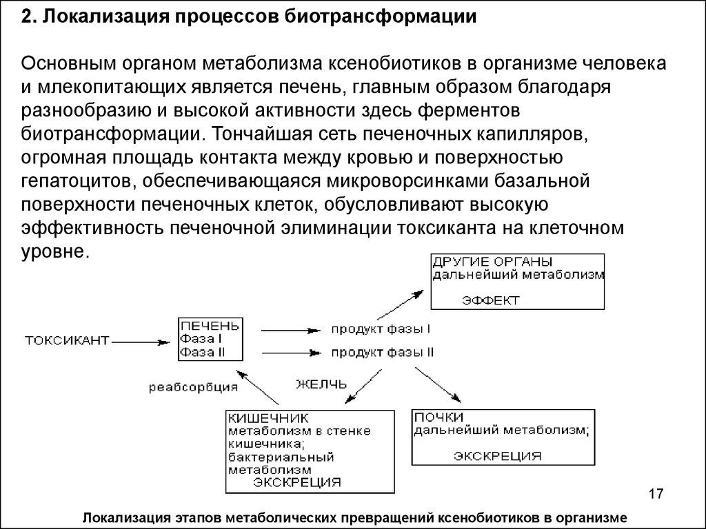 Ферменты детоксикации. 1 Фаза метаболизма ксенобиотиков. Реакции биотрансформации ксенобиотиков. Биотрансформация ксенобиотиков. Ферменты 1 фазы биотрансформации ксенобиотиков.