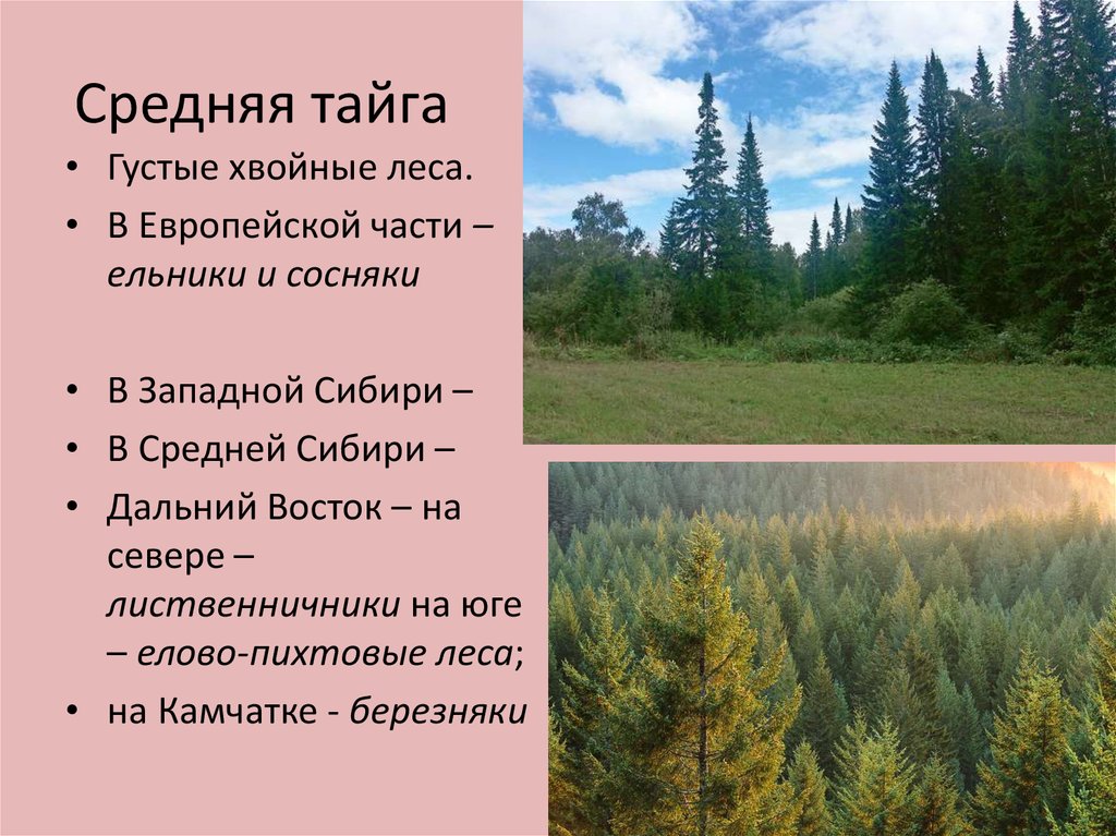 Какая характеристика в тайге